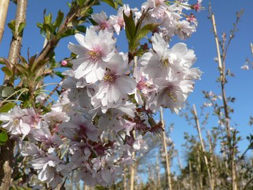 Prunus Autumnalis Rosea 12 Litre - image 1