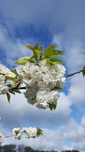 Prunus Avium 12 Litre - image 1