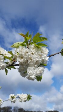 Prunus Avium 12 Litre - image 1
