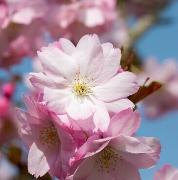 Prunus Beni-yutaka 12 Litre