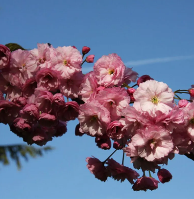 Prunus Candy Floss 12 Litre - image 1
