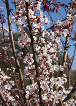Prunus cerasifera Hollywood 10 litre - image 1