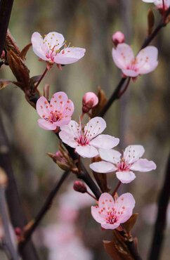 Prunus cerasifera Hollywood 16.5 Litre
