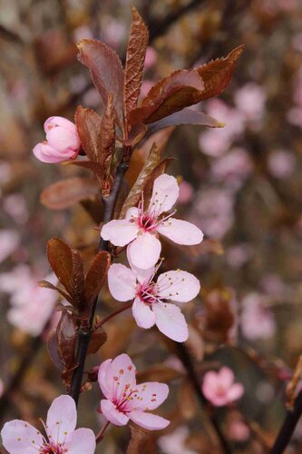 Prunus cerasifera Nigra 16.5 Litre