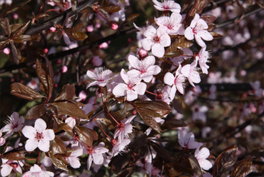 Prunus cerasifera Nigra Bush 6 Litre