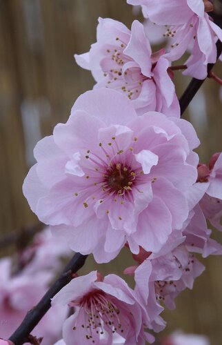Prunus cerasifera Pleniflora 10 litre - image 1