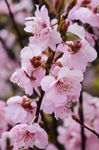 Prunus cerasifera Pleniflora 16.5 Litre