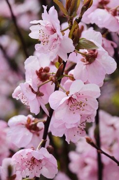 Prunus cerasifera Pleniflora 16.5 Litre
