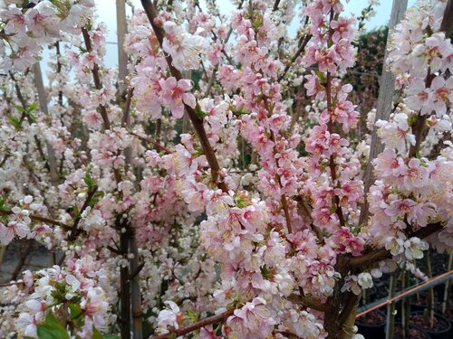 Prunus cerasifera Princess 12 Litre - image 1