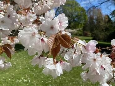 Prunus Chocolate Ice 12 Litre
