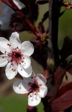 Prunus cistena 3.4 Litre - image 1