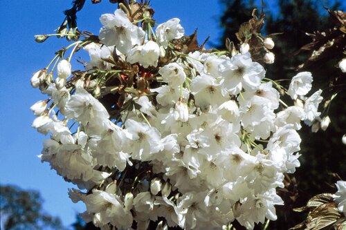 Prunus Fragrant Cloud 12 Litre