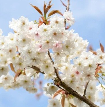 Prunus Fragrant Cloud (Shizuka) 12 litre - image 1