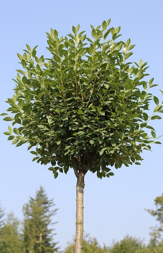 Prunus fruticosa Globosa 20 Litre - image 1