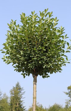 Prunus fruticosa Globosa 20 Litre