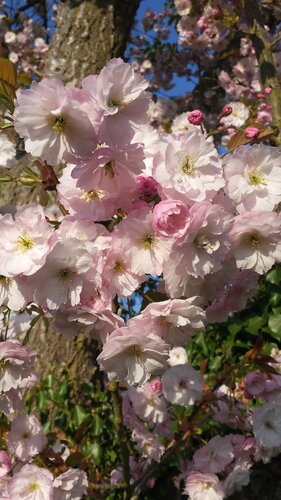 Prunus Ichiyo (Pink Chamagne) 12 litre - image 1