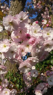 Prunus Ichiyo (Pink Chamagne) 12 litre - image 2
