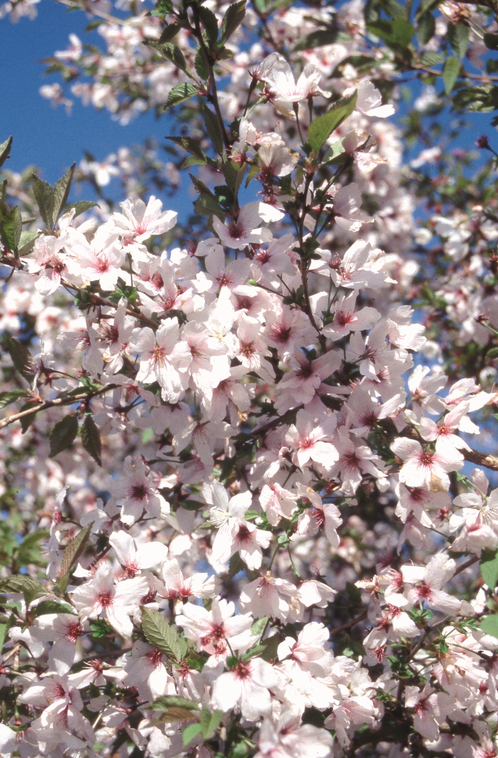 Prunus incisa The Bride 12 Litre - Stewarts Garden Centre