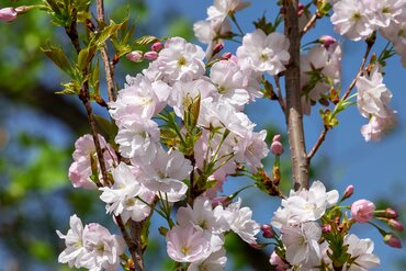 Prunus Jacqueline 12 Litre