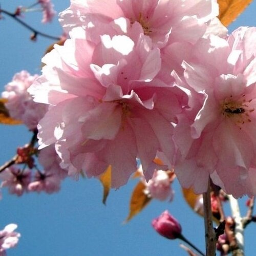 Prunus Kanzan 12 Litre