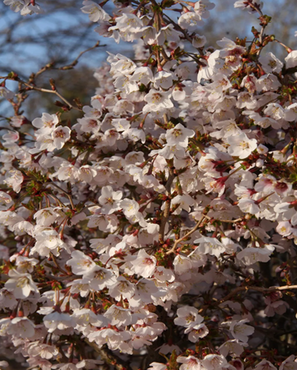 Prunus Kojo-No-Mai 3 Litre