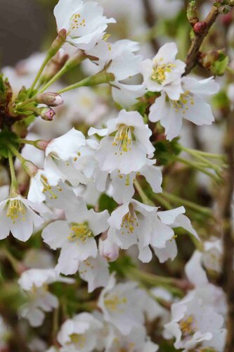 Prunus Kojo-no-mai 6 Litre - image 1