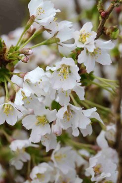 Prunus Kojo-no-mai 6 Litre