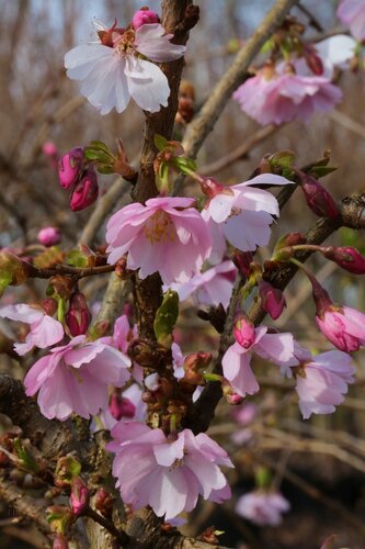 Prunus kurilensis Ruby 10 litre - image 1