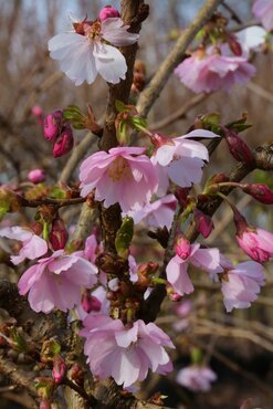 Prunus kurilensis Ruby 16.5 litre - image 1