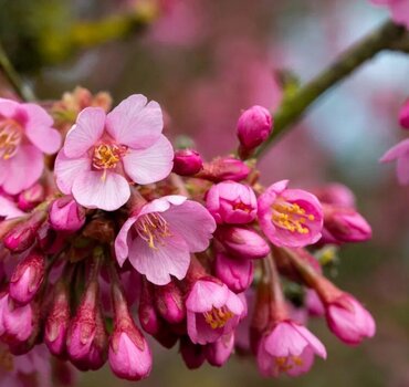 Prunus Kursar 12 Litre - image 1