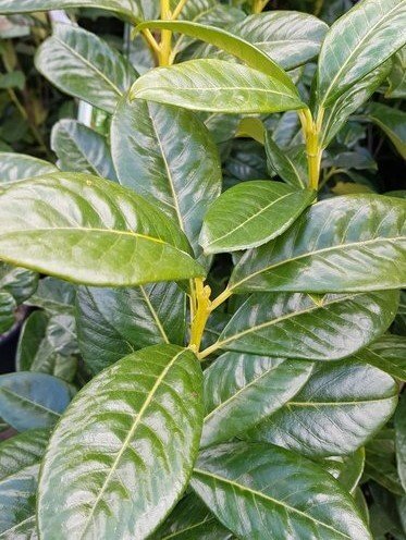 Prunus laurocerasus (Cherry Laurel) 3 Litre - image 1