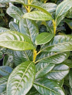 Prunus Laurocerasus Novita Bush Small 10 Litre - image 1