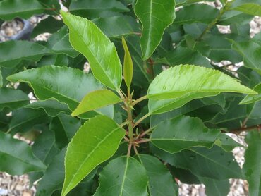 Prunus lusitanica 12 Litre - image 1