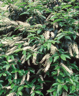 Prunus Lusitanica Angustifolia Bush Small 10 Litre - image 1