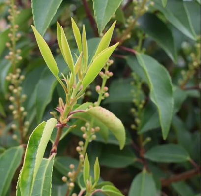 Prunus lusitanica Myrtifolia 3 Litre - image 1