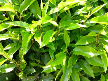 Prunus Myrtifolia 12 Litre - image 1