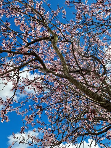 Prunus Okame 12 Litre - image 1