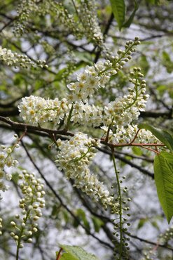 Prunus pad Watereri 12 litre