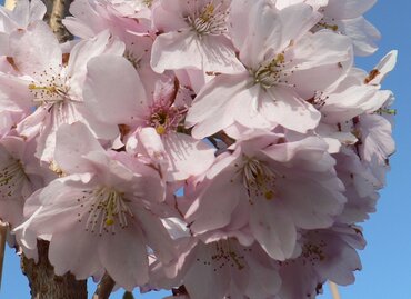 Prunus Pandora 12 Litre