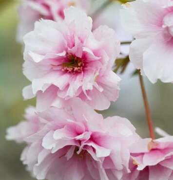 Prunus Pink Perfection 12 litre - image 1