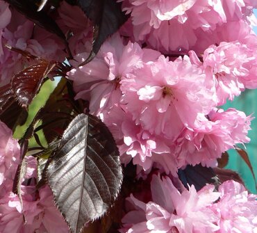 Prunus Royal Burgundy 12 Litre