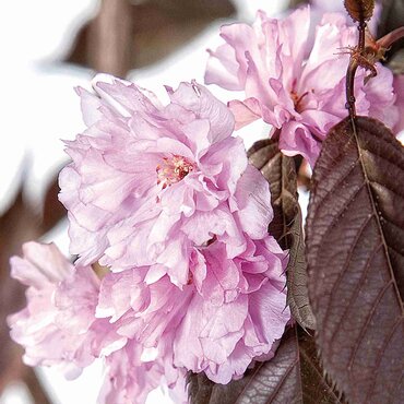 Prunus Royal Burgundy 16.5 Litre