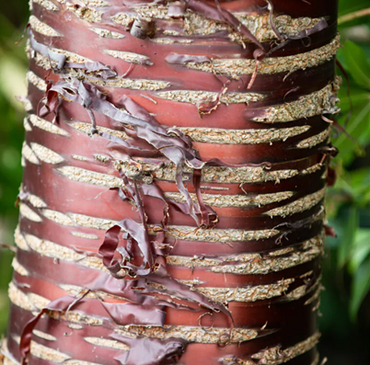 Prunus serrula 12 Litre