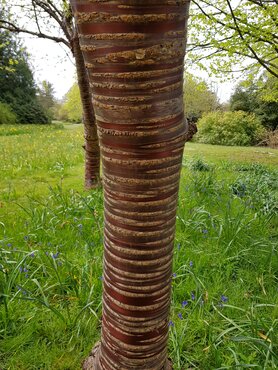 Prunus serrula 12 Litre