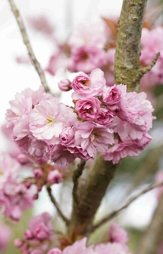 Prunus serrulata Kanzan 16.5 Litre - image 1