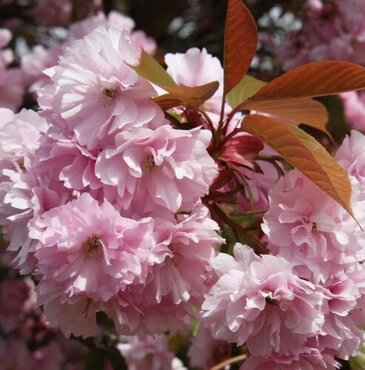 Prunus serrulata Kanzan 16.5 Litre
