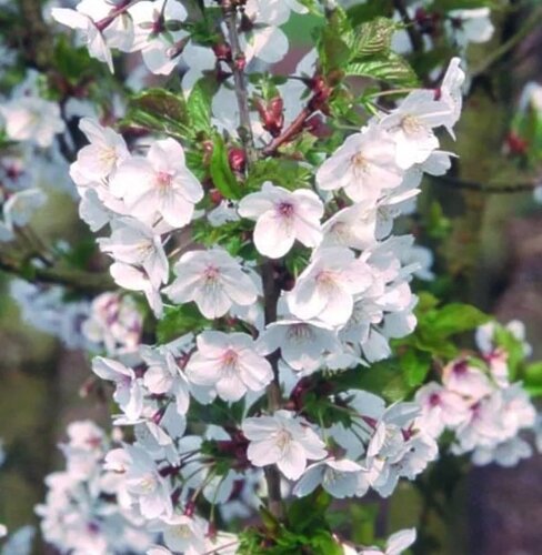 Prunus Snow Goose 12 Litre - image 1