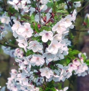 Prunus Snow Goose 12 Litre - image 1