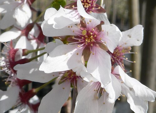 Prunus Snow Showers 12 Litre
