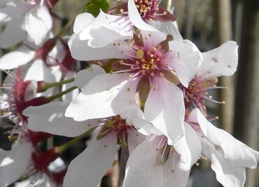 Prunus Snow Showers 12 Litre